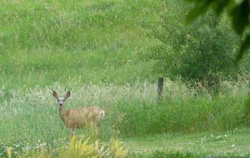 13-420069 Range Road 284, Rural Ponoka County, AB, T4J1R3 | Card Image