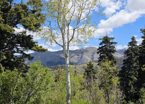 27-27 Pineridge Cir, Fairview, UT, 84629 | Card Image