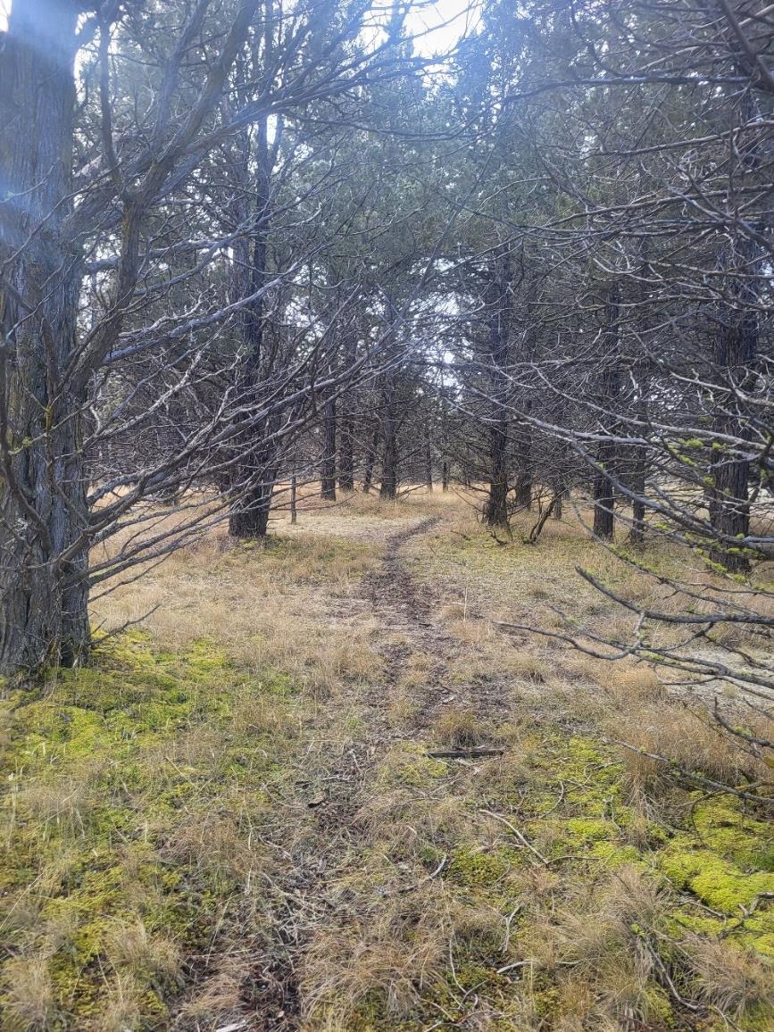 Land in Dorris 5