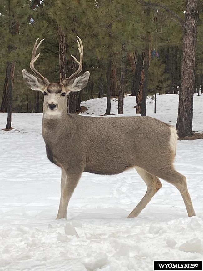 46B Two Pipe Trl, Home with 0 bedrooms, 0 bathrooms and null parking in Sundance WY | Image 14