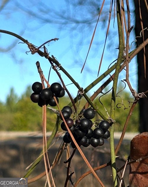 29 Tarpley Rd, Danville, GA, 31017-2584 | Card Image