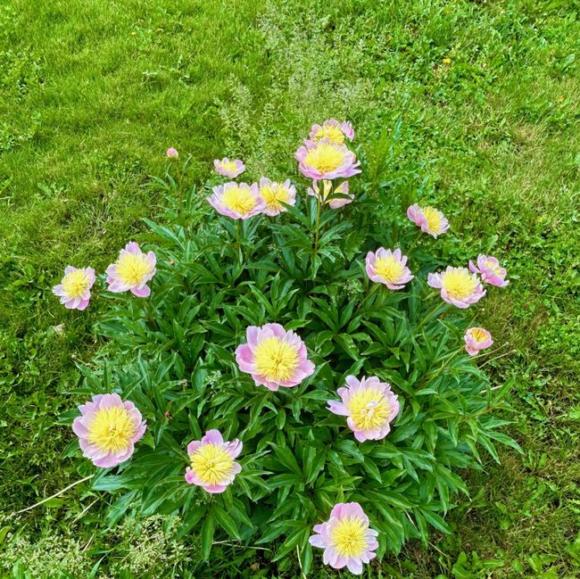 Photo of unique peony bushes | Image 14