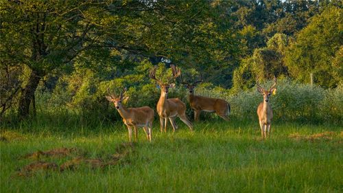 1577 County Road 431, Tennessee Colony, TX, 75861 | Card Image