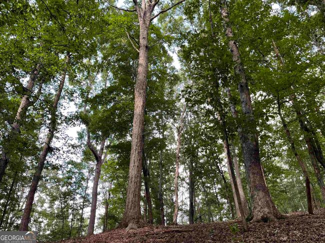 0 Peach Orchard Dr, Home with 0 bedrooms, 0 bathrooms and null parking in Alto GA | Image 28