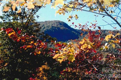 000 Froggyville Ln, Mill Spring, NC, 28756 | Card Image