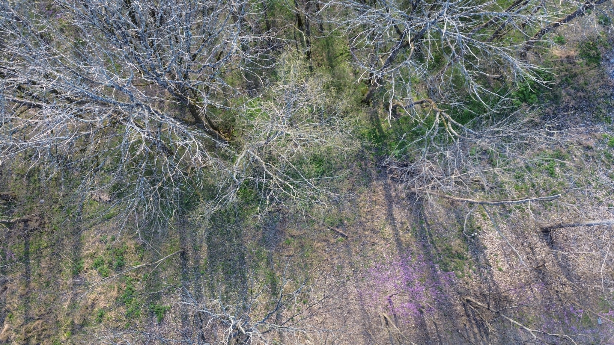 Land in Smithville 2