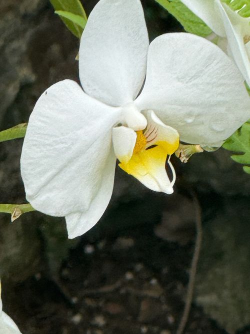 11-1993 Kaleponi Rd, VOLCANO, HI, 96785 | Card Image