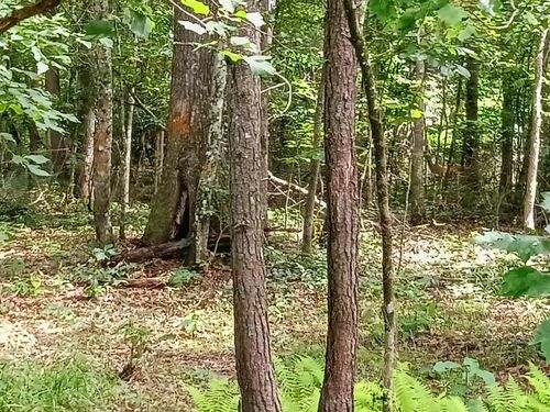 776 Pine Rd, Pikeville, TN, 37367-7618 | Card Image