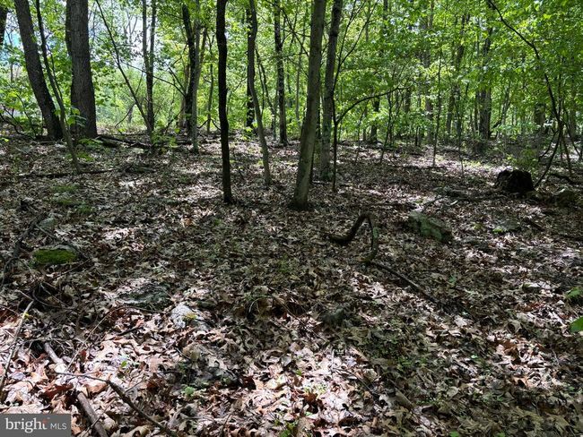 LOT 4 Yost Rd, Home with 0 bedrooms, 0 bathrooms and null parking in New Creek WV | Image 19
