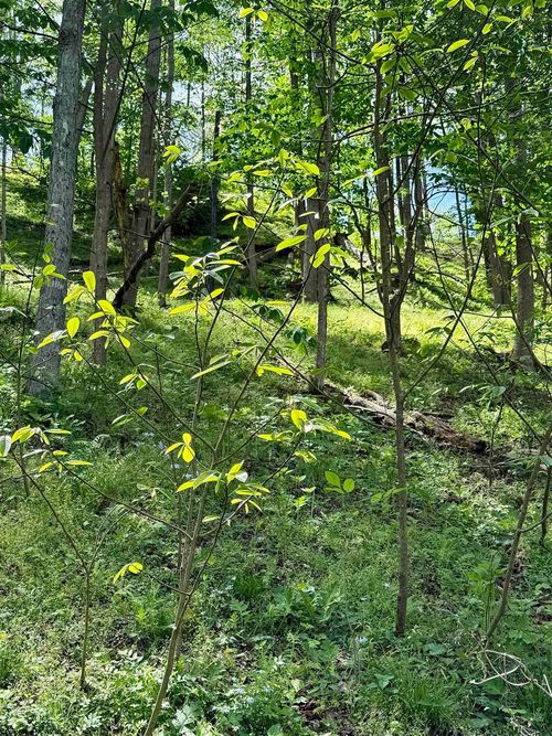 Lot 99 Crystal Lake Rd, West Union, WV, 26456-8906 | Card Image