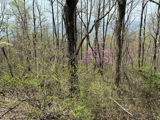 0 Murray Hollow Rd, Home with 0 bedrooms, 0 bathrooms and null parking in Thaxton VA | Image 10