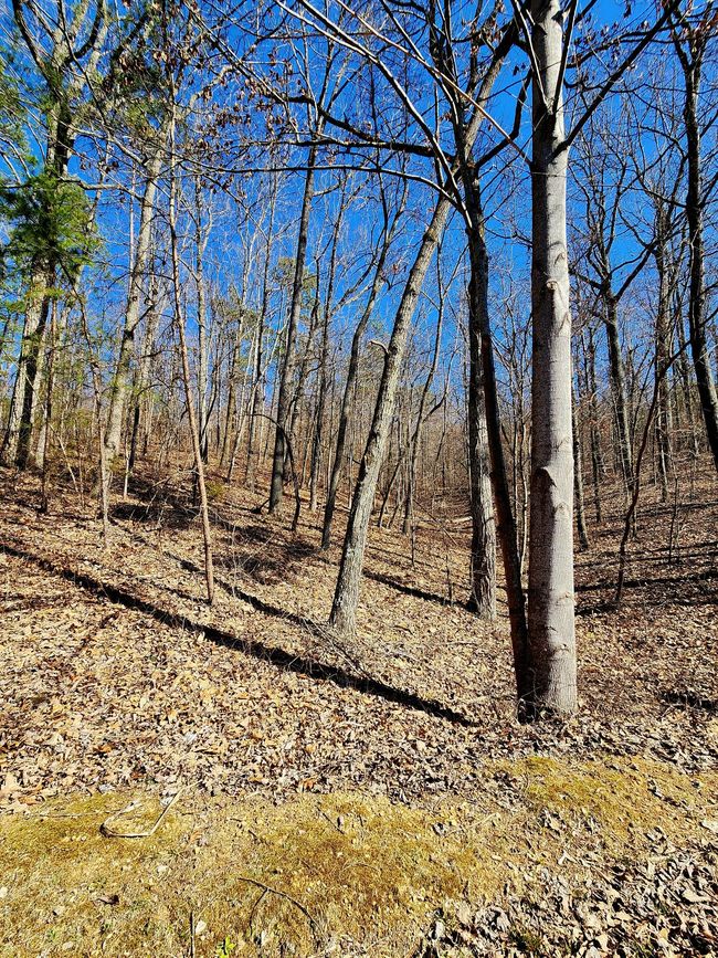 0 N Woods Ln, Home with 0 bedrooms, 0 bathrooms and null parking in Trenton GA | Image 8