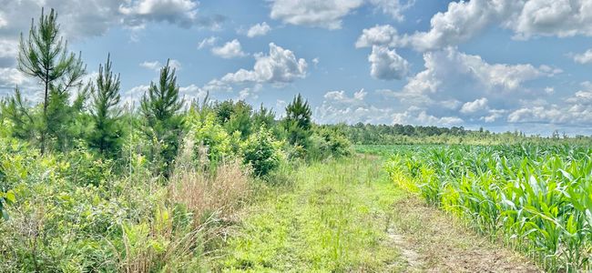 View of undeveloped land | Image 25