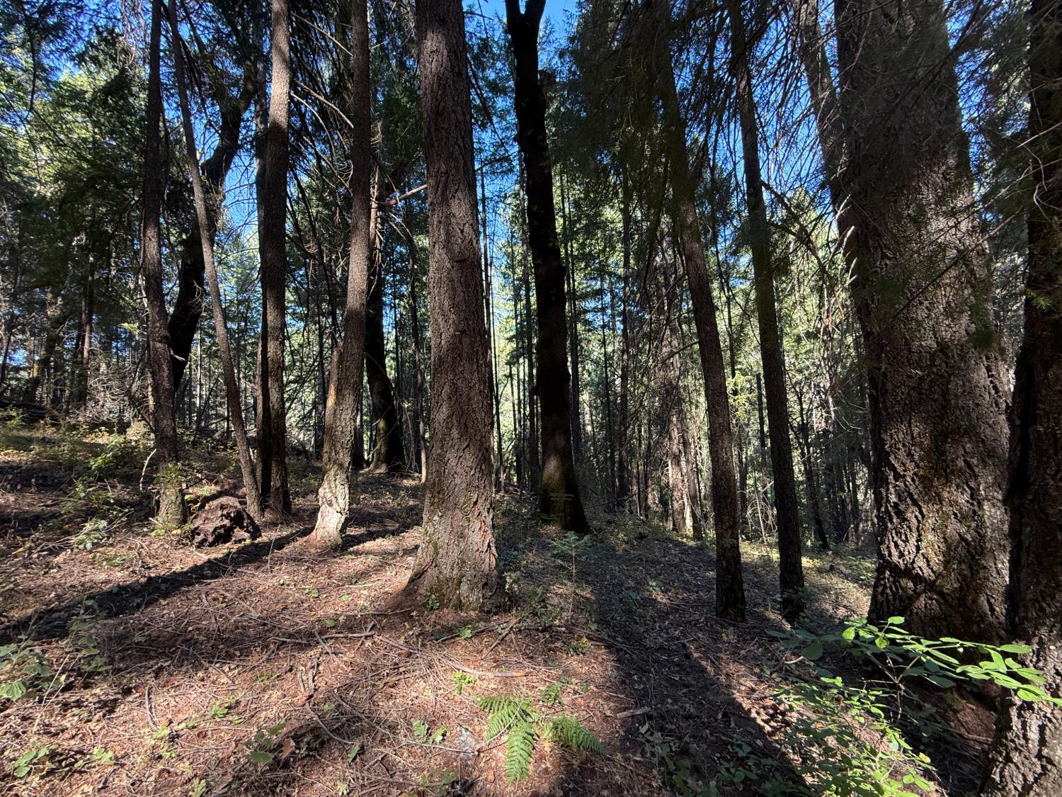 Land in Emigrant Gap 5