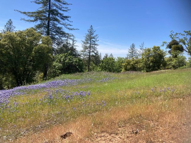 16688 Sonshine Ln, Home with 0 bedrooms, 0 bathrooms and null parking in Sutter Creek CA | Image 39