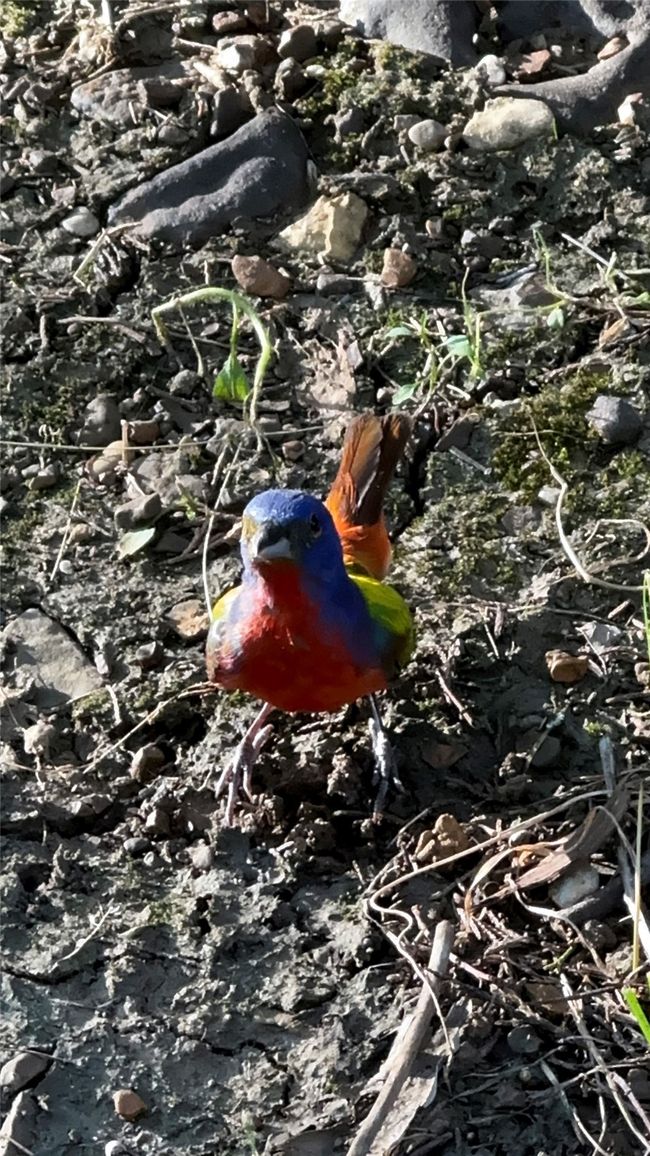 Painted Bunting that frequents the property. Enjoy the abundant wildlife, waterfowl, and birds that call this area home | Image 17