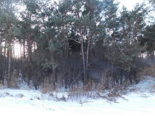 Lot 17 Prairie River Savannah, Merrill, WI, 54452 | Card Image