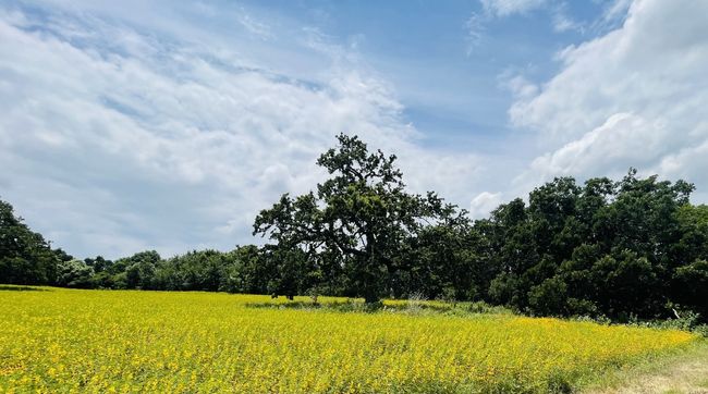 1037 Gonzollas Rd, Home with 0 bedrooms, 0 bathrooms and null parking in Springtown TX | Image 12
