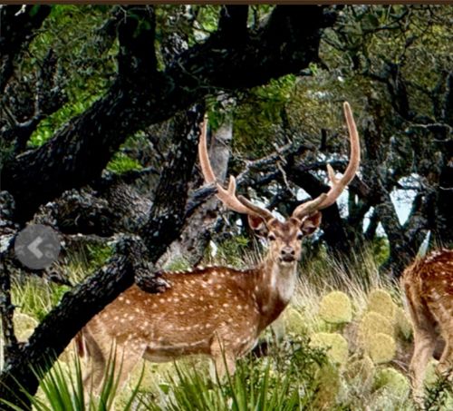 14410 E Us Highway 190, Fort Mc Kavett, TX, 76841-2502 | Card Image