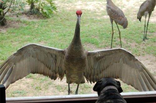 13668 Ne 226th Avenue Rd, Fort Mc Coy, FL, 32134-8209 | Card Image