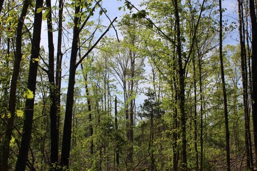 000 Maroney Ln, Medon, TN, 38356 | Card Image