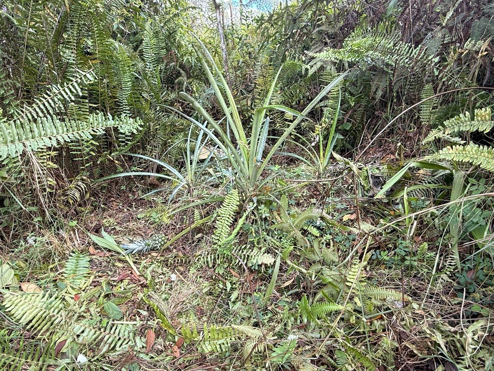 Land in Kurtistown 5