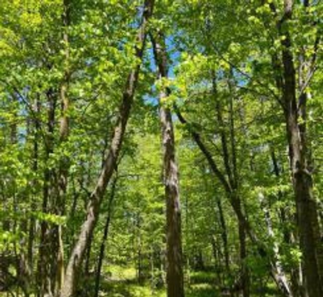 Lot 2-Image 2.jpg | Image 7