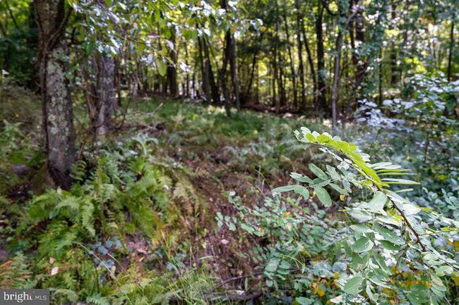 Lot 3 Price Ridge Rd, Home with 0 bedrooms, 0 bathrooms and null parking in STANLEY VA | Image 42