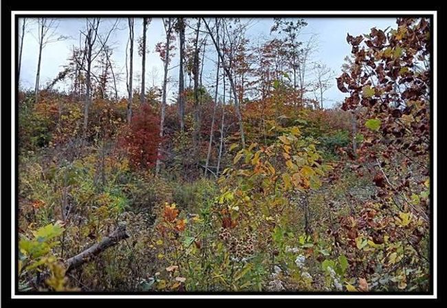 TRACT-1 - 34482 Huston Rd, Home with 0 bedrooms, 0 bathrooms and null parking in Radcliff OH | Image 16