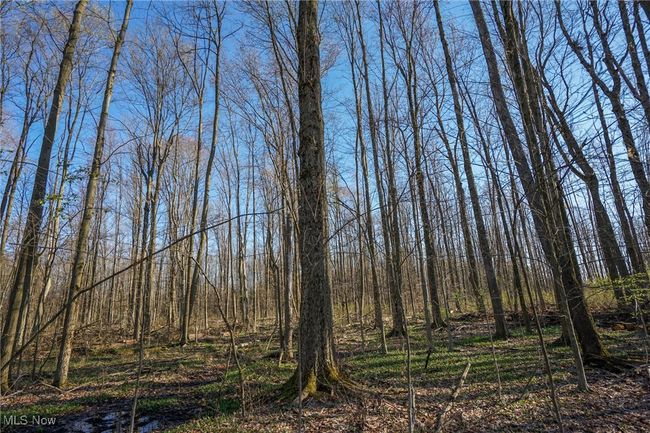 View of local wilderness | Image 36