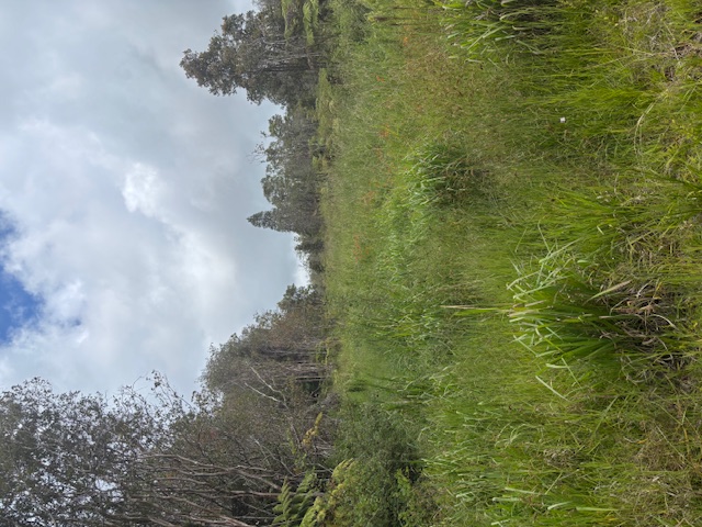 Land in Volcano 4
