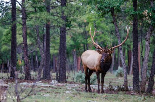 9-b-7800 Forest Service 122 Rd-Tract 9b --, Happy Jack, AZ, 86024 | Card Image