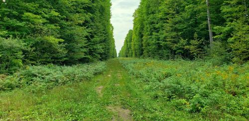 TBD Greenway Dr, Frederic, MI, 49733 | Card Image