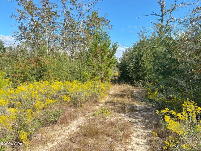 21332 Nw Melvin New Grade Rd, Home with 0 bedrooms, 0 bathrooms and null parking in Altha FL | Image 5