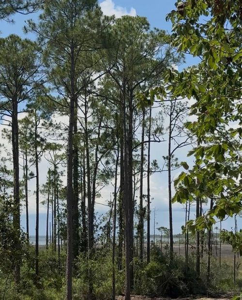 Lot 8 N 19th St, Santa Rosa Beach, FL, 32459 | Card Image