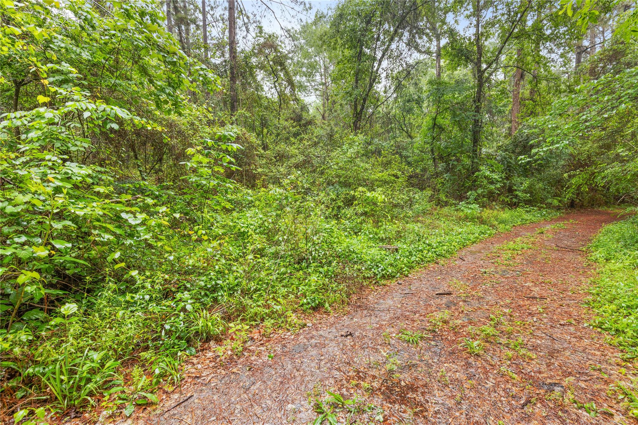 Land in Plantersville 5