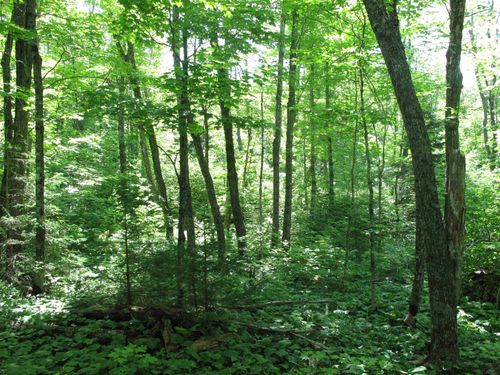 xxx S Caribou Dr, Lutsen, MN, 55612 | Card Image