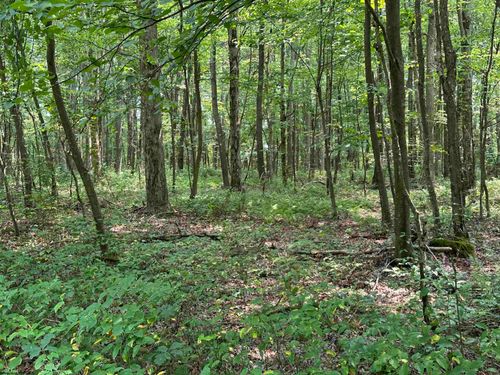 Lot 31 Oak Dr, Albright, WV, 26519 | Card Image