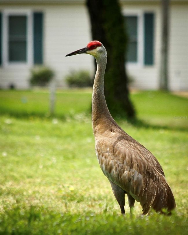 13675 Sw 111 Th Ave, House other with 2 bedrooms, 2 bathrooms and null parking in DUNNELLON FL | Image 67