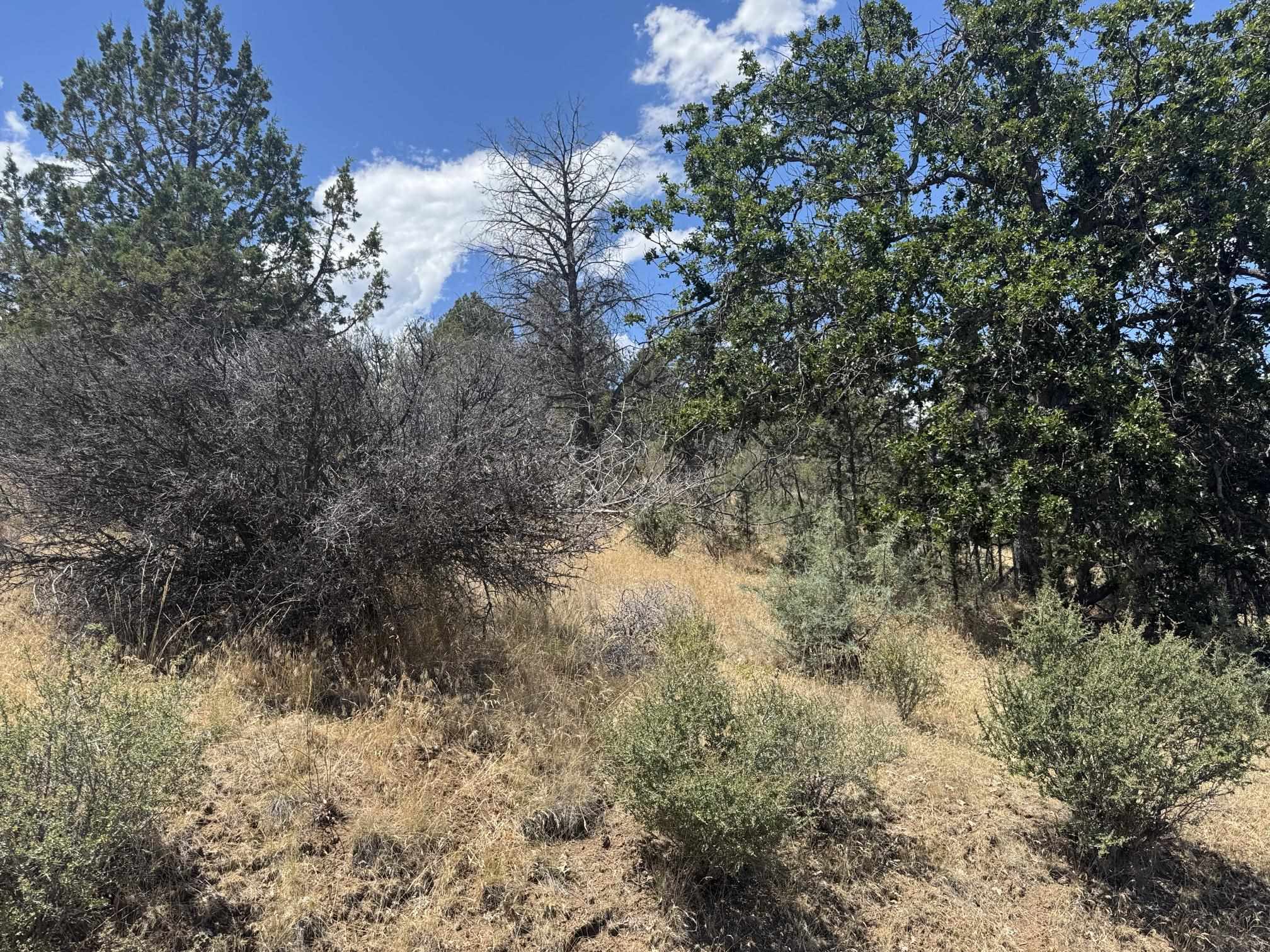 Land in Hornbrook 2