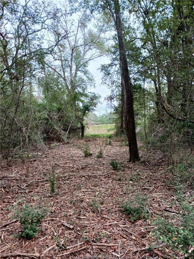 View of undeveloped land | Image 10
