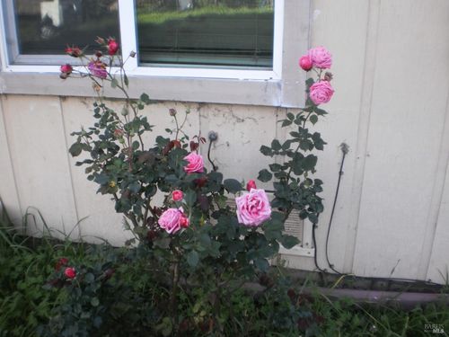 1911 Corby Avenue, Santa Rosa, CA, 95407 | Card Image