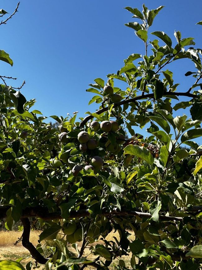 Fruit Trees | Image 31