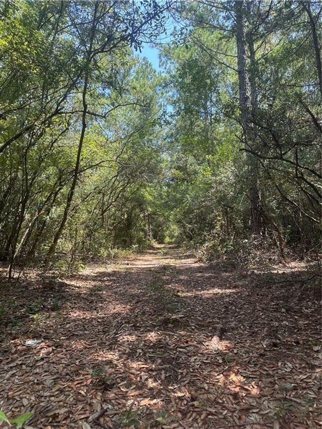 View of local wilderness | Image 7