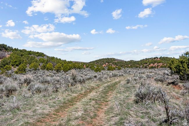 Middle canyon road with trees | Image 69