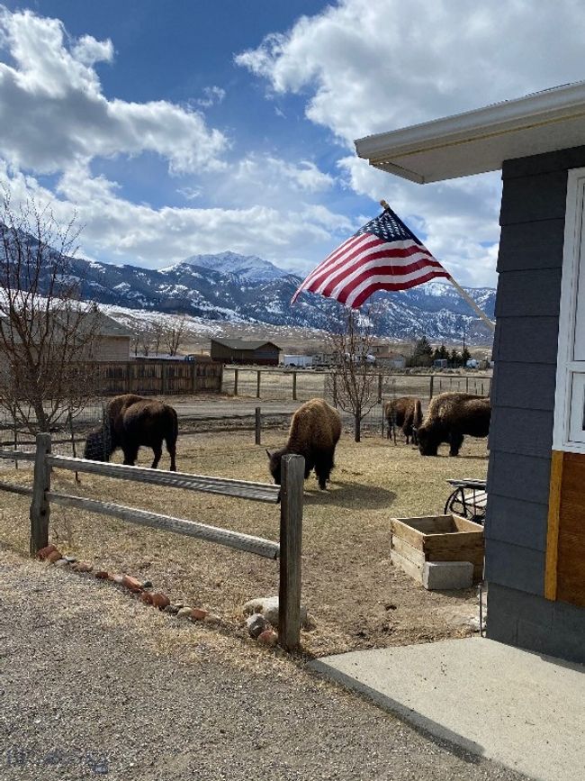 Local Bison Hanging in the Front Yard | Image 43
