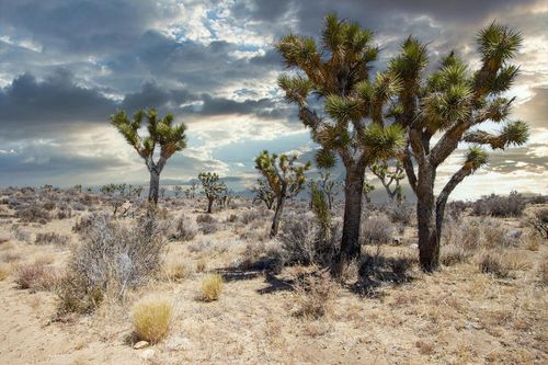 112 Angel View Road, Pioneertown, CA, 92268 | Card Image