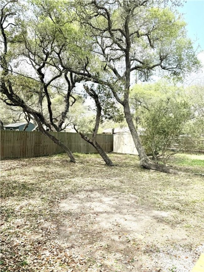 Beautiful trees | Image 27