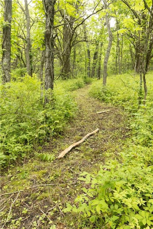 View of woods | Image 15