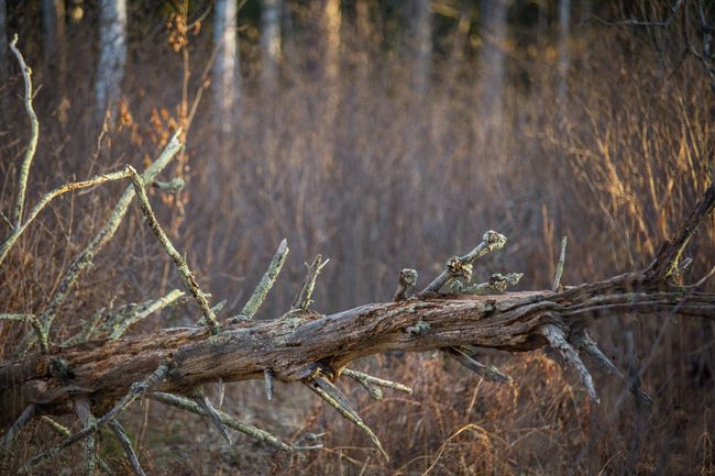 MF_N_GraceLake-36.jpg | Image 83
